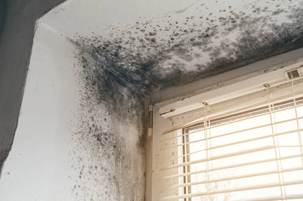 Affordable Mold Removal solutions in Mitchells, VA